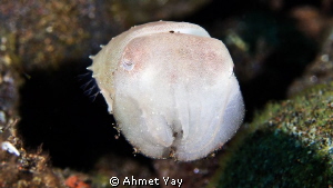 Baby cuttle fish...
Canon 600 D - Canon 60 mm macro - 2x... by Ahmet Yay 
